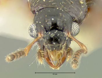 Media type: image;   Entomology 24065 Aspect: head dorsal view